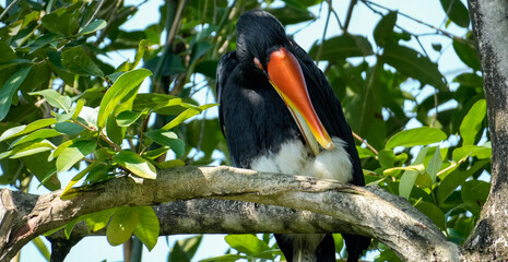 Rhinoceros Hornbill perched on a tree branch among tropical foliage, displaying its striking orange and yellow casque and glossy black plumage © Amen