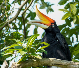 Rhinoceros Hornbill perched in a tropical tree with its distinctive orange casque and large curved bill clearly visible © Amen