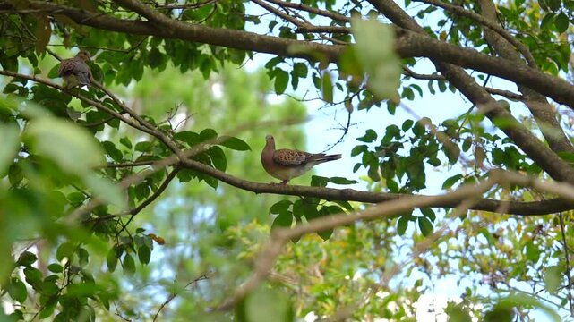 Oriental Turtle Dove Perched on Leafy Tree Branch Before Flying Away
