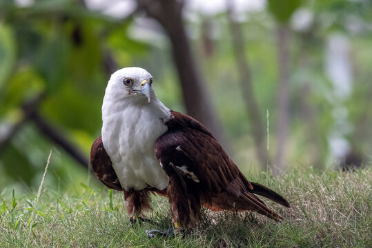 Brahminy Kite (Haliastur indus) perched on green grass