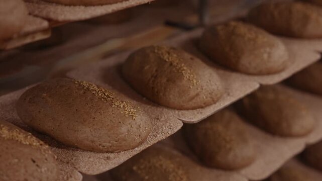 Unbaked dark rye bread loaves rest on wooden baking boards, some topped with seeds, arranged in rows and ready for the oven