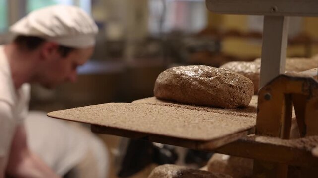 Unbaked dark rye bread loaves rest on wooden baking boards, some topped with seeds, arranged in rows and ready for the oven
