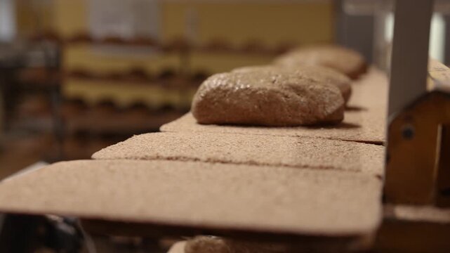 Unbaked dark rye bread loaves rest on wooden baking boards, some topped with seeds, arranged in rows and ready for the oven