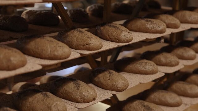Unbaked dark rye bread loaves rest on wooden baking boards, some topped with seeds, arranged in rows and ready for the oven