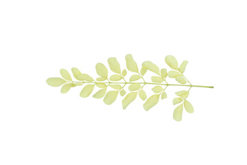 Small light green leaves on thin stem on png background © BEST