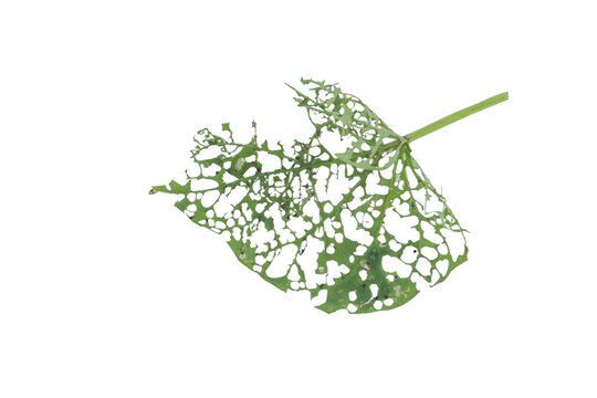 Lace like green leaf with severe insect damage isolated on a crisp png background