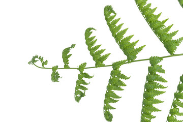 Fresh green fern leaf branch detailed botanical frond on png background © BEST