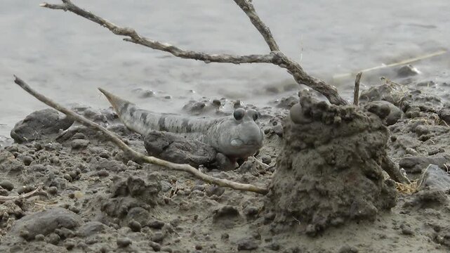 Goby Fish Mud Goby Tidal Flat Mudflat Marine Life Wildlife Korea 망둑어 망둥어 문절망둑 갯벌망둑 갯벌 갯벌생물 해양생물 야생동물 서해안 한국