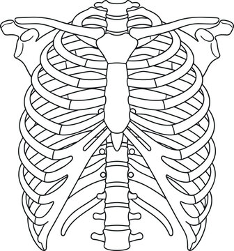 Human rib cage anatomical vector illustration showing sternum, ribs, and clavicles outline