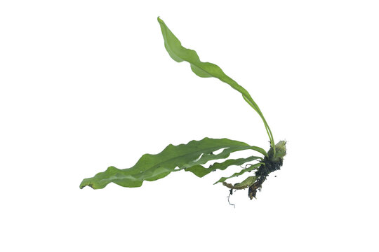 Microsorum pteropus java fern aquatic plant on png background for aquascaping