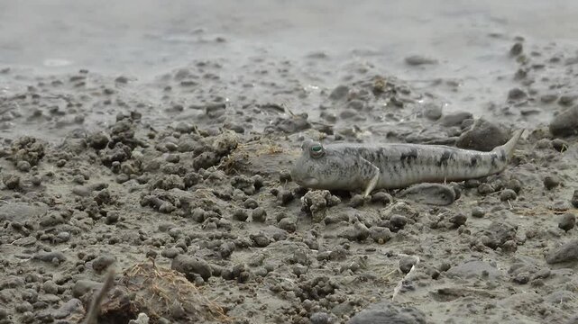 Goby Fish Mud Goby Tidal Flat Mudflat Marine Life Wildlife Korea 망둑어 망둥어 문절망둑 갯벌망둑 갯벌 갯벌생물 해양생물 야생동물 서해안 한국