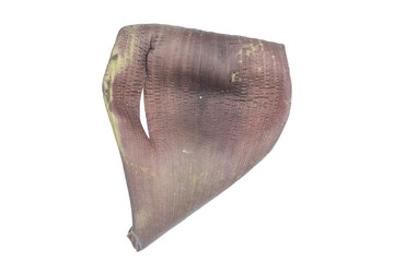 Purple banana flower petal on png background for botanical design illustration © BEST