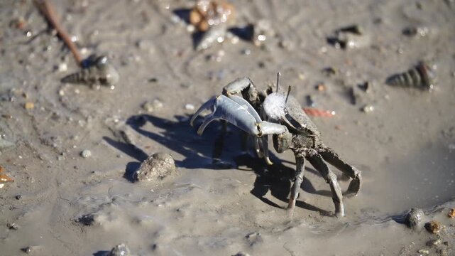 Fiddler Crab Ghost Crab Mud Crab Tidal Flat Mudflat Marine Life Wildlife Korea 칠게 칠게거품 갯벌게 갯벌 갯벌생물 해양생물 야생동물 서해안갯벌 한국
