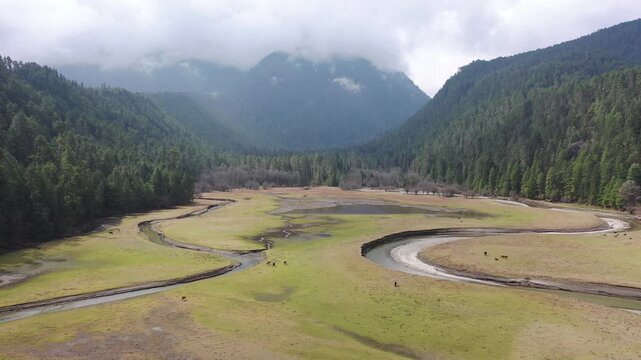 Aerial View of Meandering River and Forest in Tibet's Ganyun Cloud Pine Forest