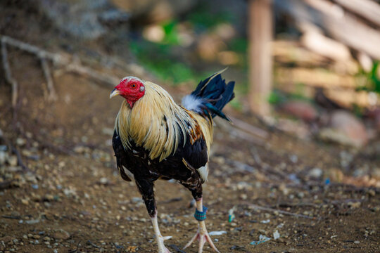 Free-range domestic rooster displays vibrant plumage while foraging near a countryside fence at daybreak.