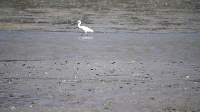 Egret Heron White Egret Tidal Flat Wetland Marine Life Wildlife Korea 백로 중대백로 쇠백로 갯벌 습지 해양생물 야생동물 한국
