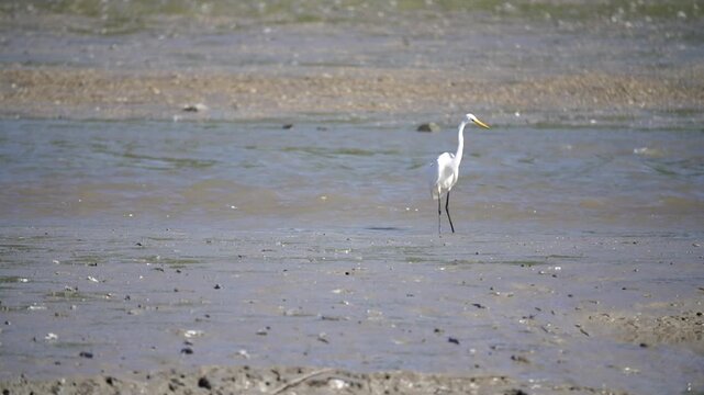 Egret Heron White Egret Tidal Flat Wetland Marine Life Wildlife Korea 백로 중대백로 쇠백로 갯벌 습지 해양생물 야생동물 한국