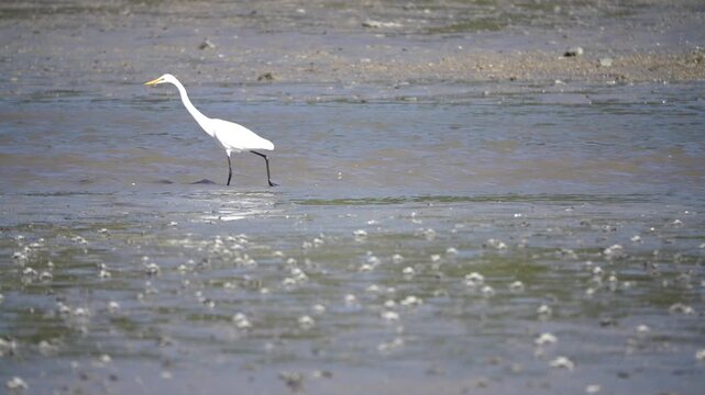Egret Heron White Egret Tidal Flat Wetland Marine Life Wildlife Korea 백로 중대백로 쇠백로 갯벌 습지 해양생물 야생동물 한국