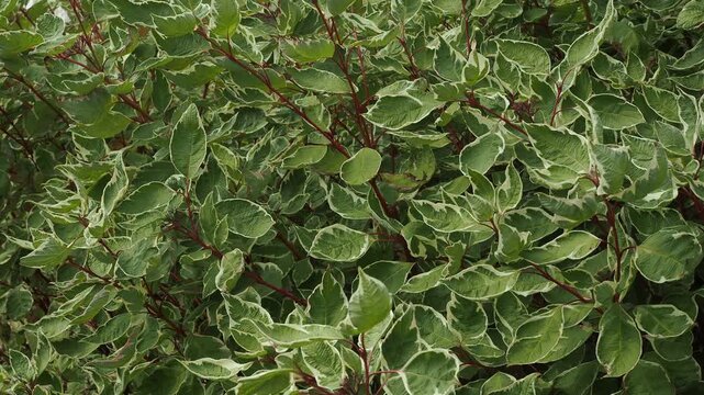 Green leaves background or the naturally walls texture