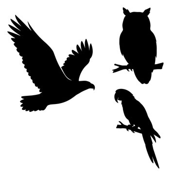 Collection of elegant bird silhouettes featuring a majestic flying eagle with spread wings, a wise perched owl on a branch, and a tropical macaw parrot, isolated on a clean white background.