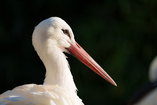 A close-up of a white bird with a red beak