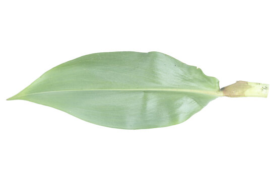 Fresh green long leaf on png background for botanical and herbal nature designs