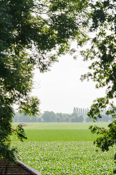 A green field in the dutch polder.