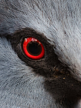 Close-up of an animal's beatiful red eye