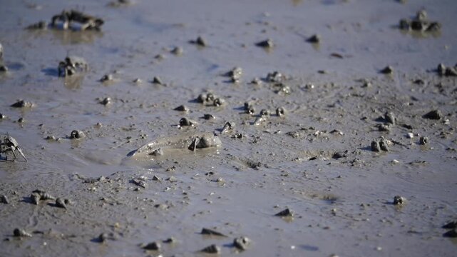 Mudskipper Mudskipper Fish Blue Spotted Mudskipper Tidal Flat Mudflat Marine Life Wildlife Korea 짱뚱어 짱뚱어물고기 갯벌짱뚱어 갯벌 갯벌생물 해양생물 야생동물 서해안갯벌 한국