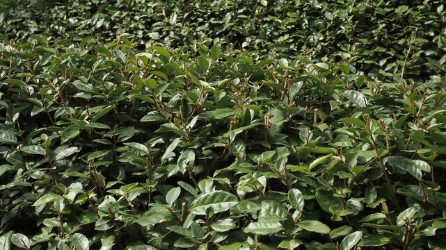 Green leaves background or the naturally walls texture
