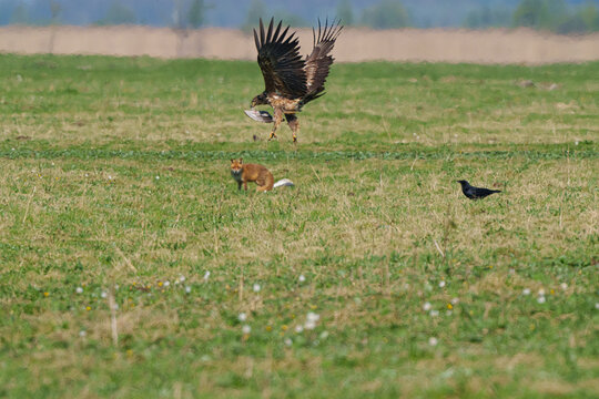 A large sea eagle flying over a green field snatching a foxes prey away.