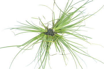 Lush green grass clump with roots exposed isolated for garden on png background © BEST