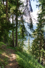 A lush forest filled with tall pine trees. © Daan Klein