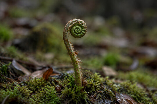 Involute fern fiddlehead in forest moss, growth and nature renewal concept