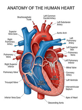 labeled human heart anatomy diagram showing blood flow and vessel connections.