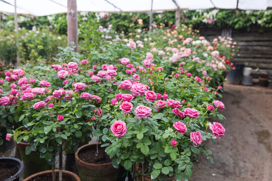 Vibrant Pink Roses Growing in Pots at a Flower Nursery