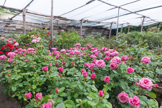 Vibrant Pink Roses Growing in Pots at a Flower Nursery
