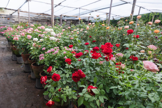 Colorful Potted Roses Blooming in a Shaded Plant Nursery