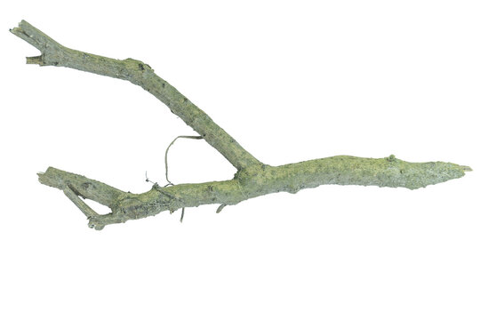 Y-shaped natural dried tree branch with lichen texture on png background art