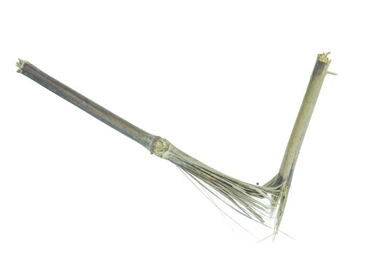 Broken bamboo stalk with splintered fibers on png background for nature design