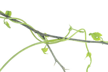 green plant tendrils on a sturdy branch on png background, ideal for fresh designs © BEST
