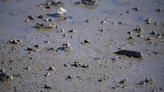 Mudskipper Mudskipper Fish Blue Spotted Mudskipper Tidal Flat Mudflat Marine Life Wildlife Korea 짱뚱어 짱뚱어물고기 갯벌짱뚱어 갯벌 갯벌생물 해양생물 야생동물 서해안갯벌 한국