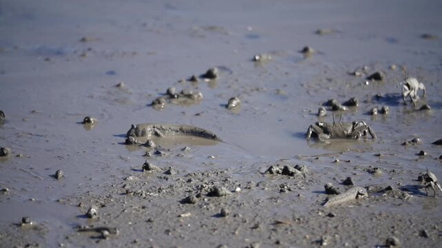 Mudskipper Mudskipper Fish Blue Spotted Mudskipper Tidal Flat Mudflat Marine Life Wildlife Korea 짱뚱어 짱뚱어물고기 갯벌짱뚱어 갯벌 갯벌생물 해양생물 야생동물 서해안갯벌 한국