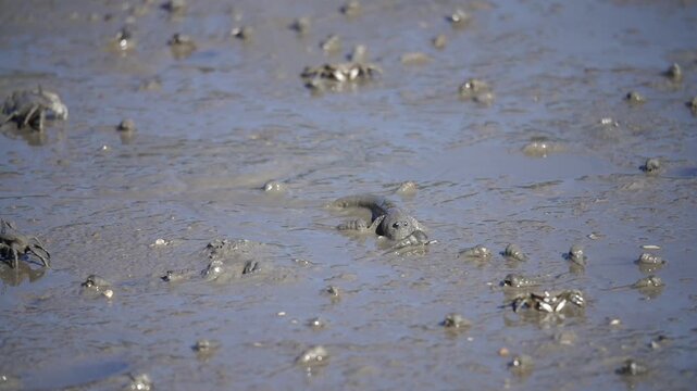 Mudskipper Mudskipper Fish Blue Spotted Mudskipper Tidal Flat Mudflat Marine Life Wildlife Korea 짱뚱어 짱뚱어물고기 갯벌짱뚱어 갯벌 갯벌생물 해양생물 야생동물 서해안갯벌 한국