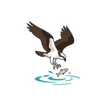 Majestic Osprey Bird Diving to Catch Fish Above Water Vector Illustration