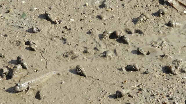 Goby Fish Mud Goby Tidal Flat Mudflat Marine Life Wildlife Korea 망둑어 망둥어 문절망둑 갯벌망둑 갯벌 갯벌생물 해양생물 야생동물 서해안갯벌 한국