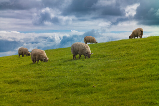Sheep grazing in a field