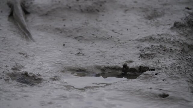 Mudskipper Mudskipper Fish Blue Spotted Mudskipper Tidal Flat Mudflat Marine Life Wildlife Korea 짱뚱어 짱뚱어물고기 갯벌짱뚱어 갯벌 갯벌생물 해양생물 야생동물 서해안갯벌 한국