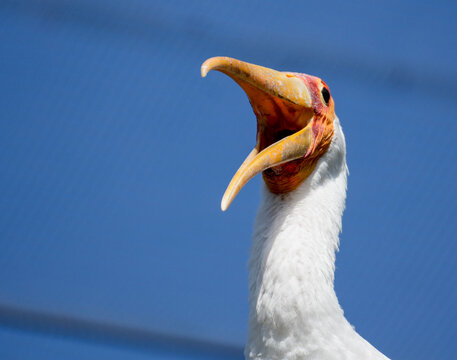 Painted stork with open beak calling against a clear blue sky