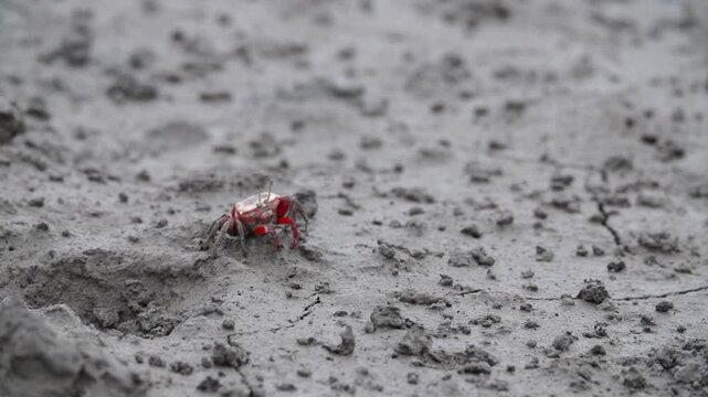 Red Claw Crab Mud Crab Fiddler Crab Tidal Flat Mudflat Marine Life Wildlife Korea 붉은발말똥게 도둑게 갯벌게 갯벌 갯벌생물 해양생물 야생동물 서해안갯벌 한국